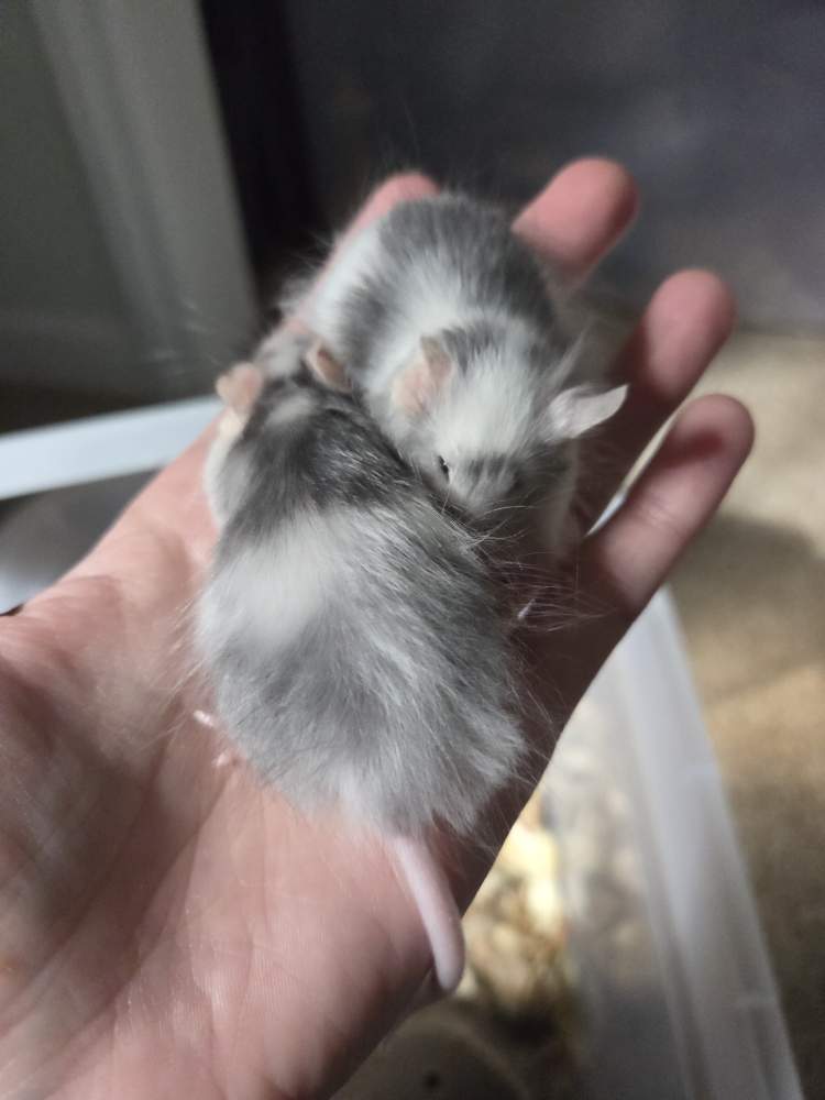 Fancy mouse Breeder Mus musculus 