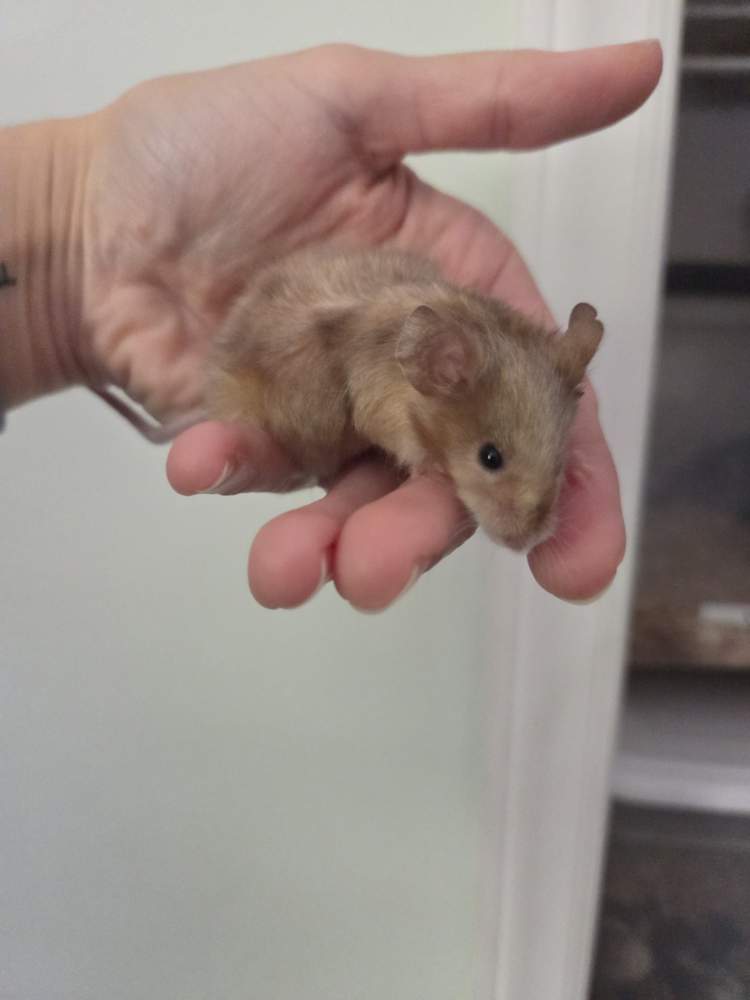 Fancy mouse Breeder Mus musculus 