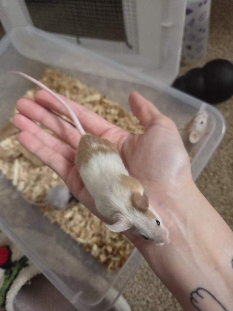 Fancy mouse Breeder Mus musculus 