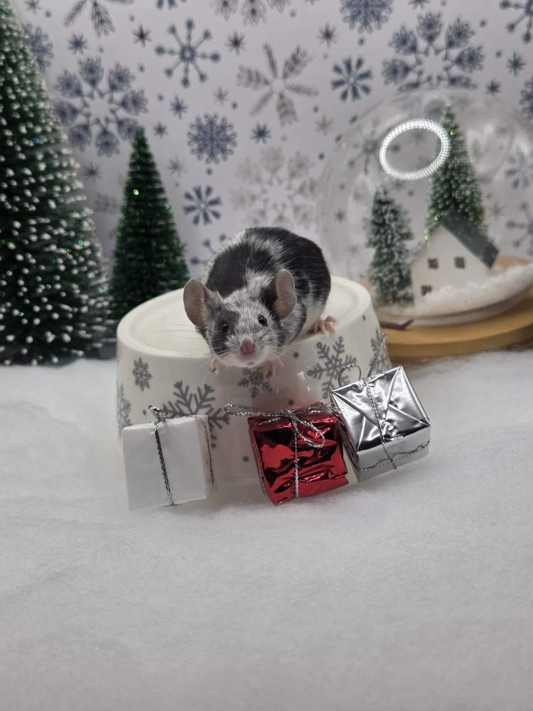 Fancy mouse Breeder Mus musculus 