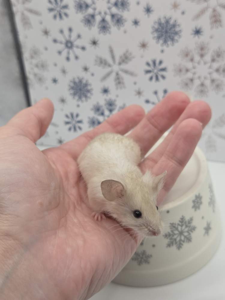 Fancy mouse Breeder Mus musculus 