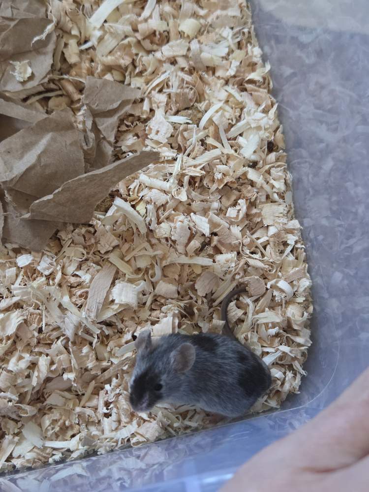 Fancy mouse Breeder Mus musculus 