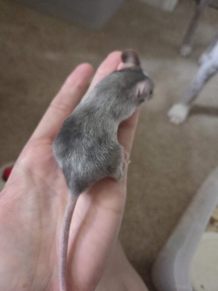 Fancy mouse Owned by other Mus musculus 