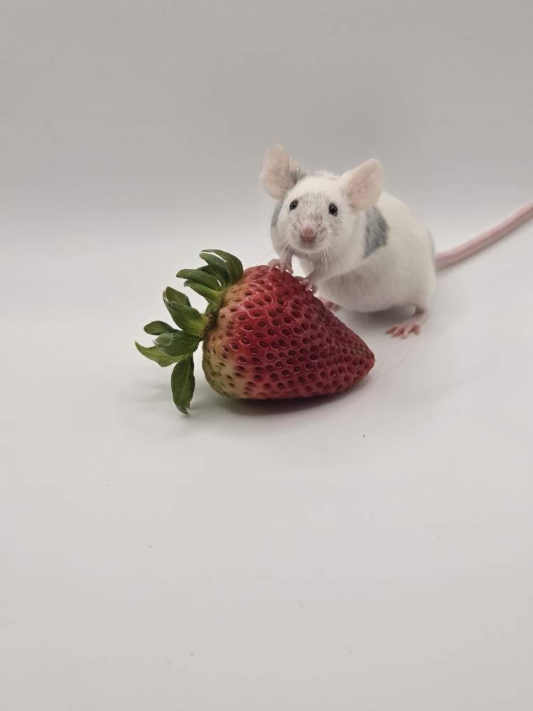 Fancy mouse Breeder Mus musculus 