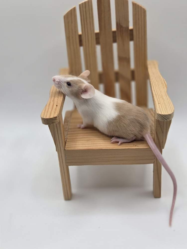 Fancy mouse Available for rehoming Mus musculus 