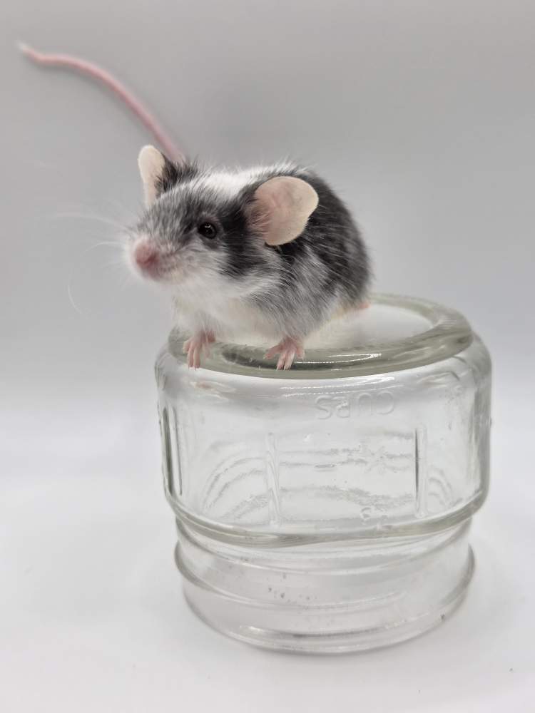 Fancy mouse Owned by other Mus musculus 