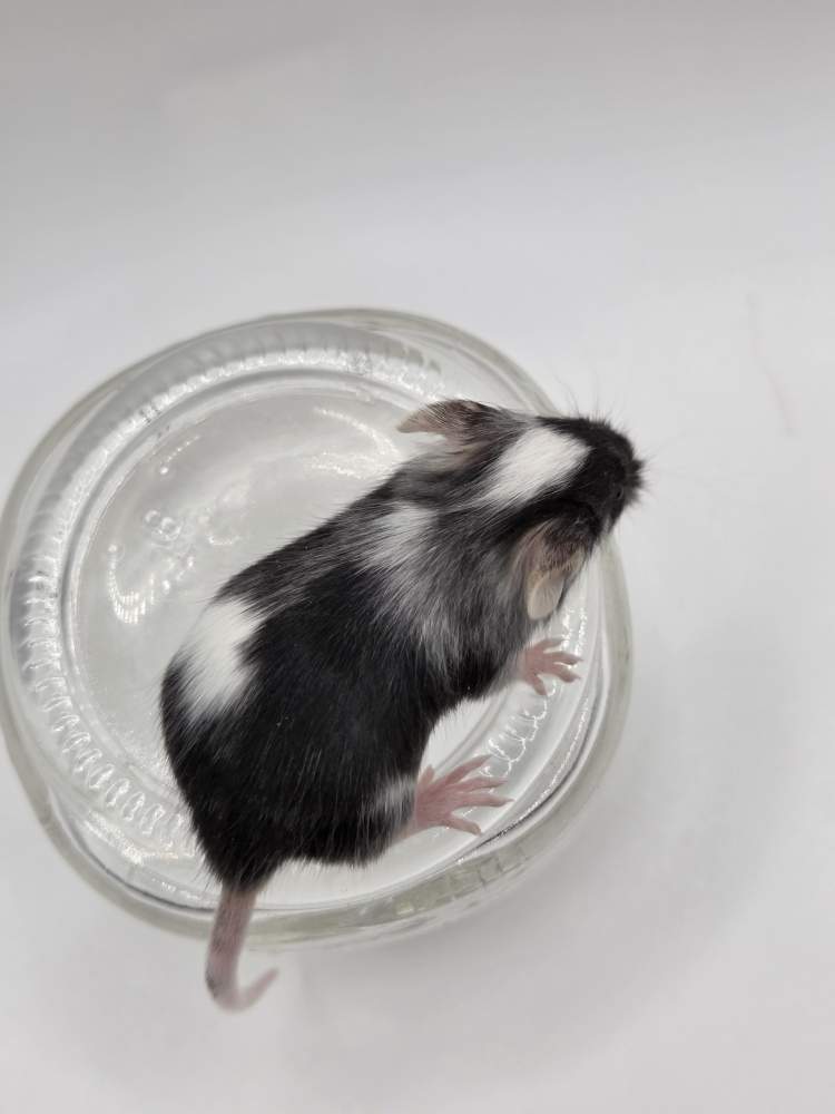 Fancy mouse Owned by other Mus musculus 