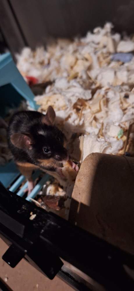Fancy mouse Breeder Mus musculus 