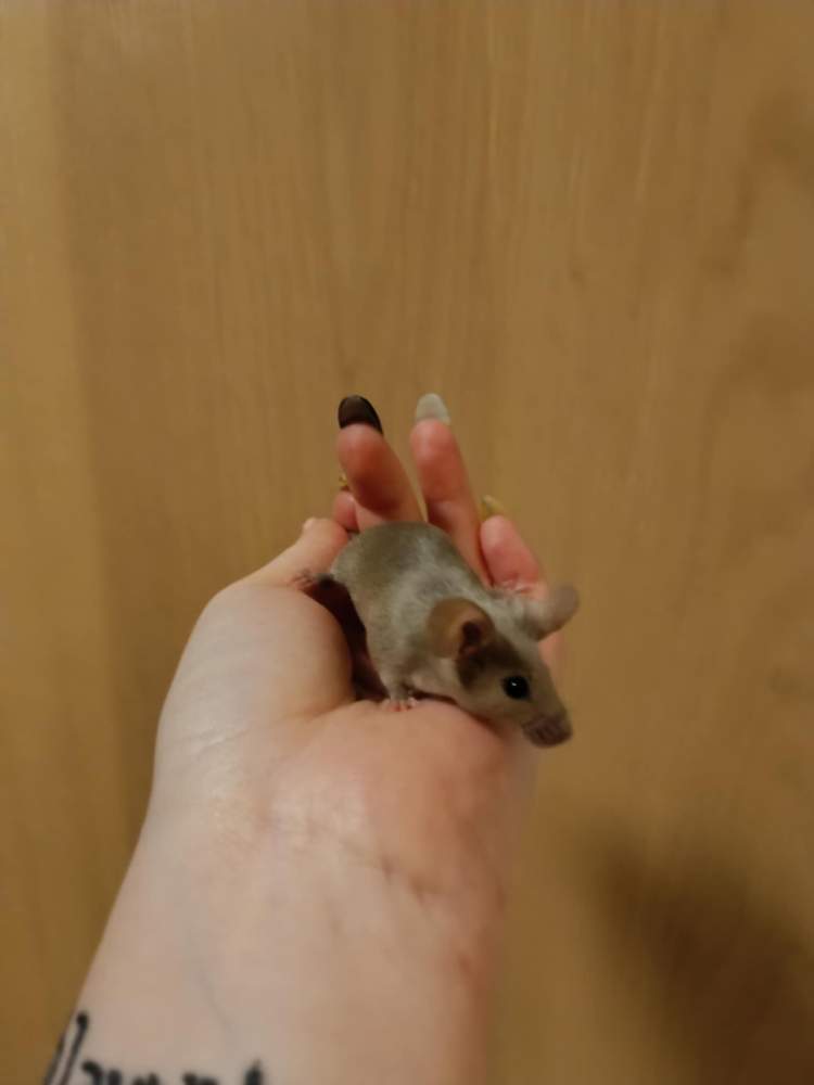 Fancy mouse Breeder Mus musculus 