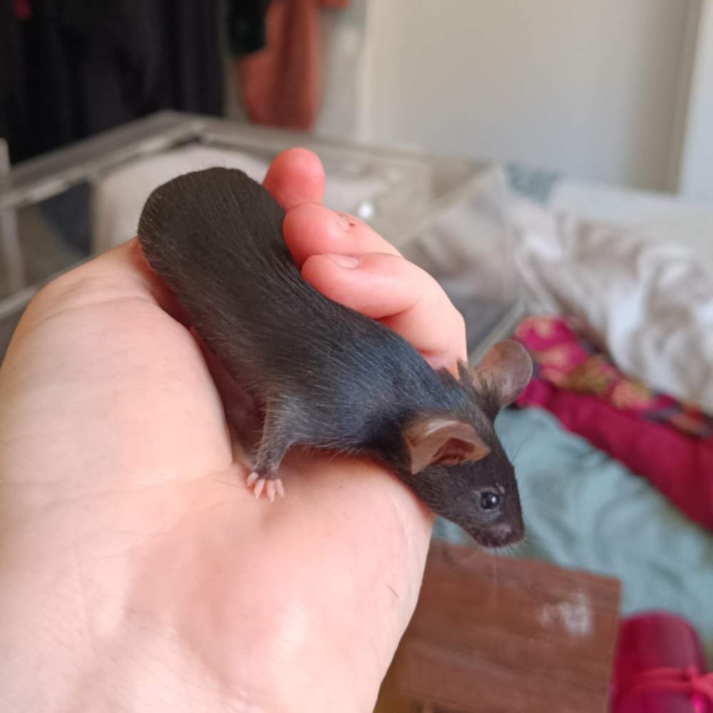 Fancy mouse Pet only Mus musculus Czechia, Prague