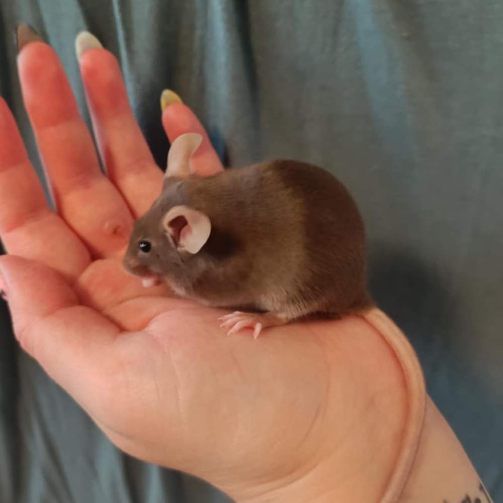 Fancy mouse Breeder Mus musculus 