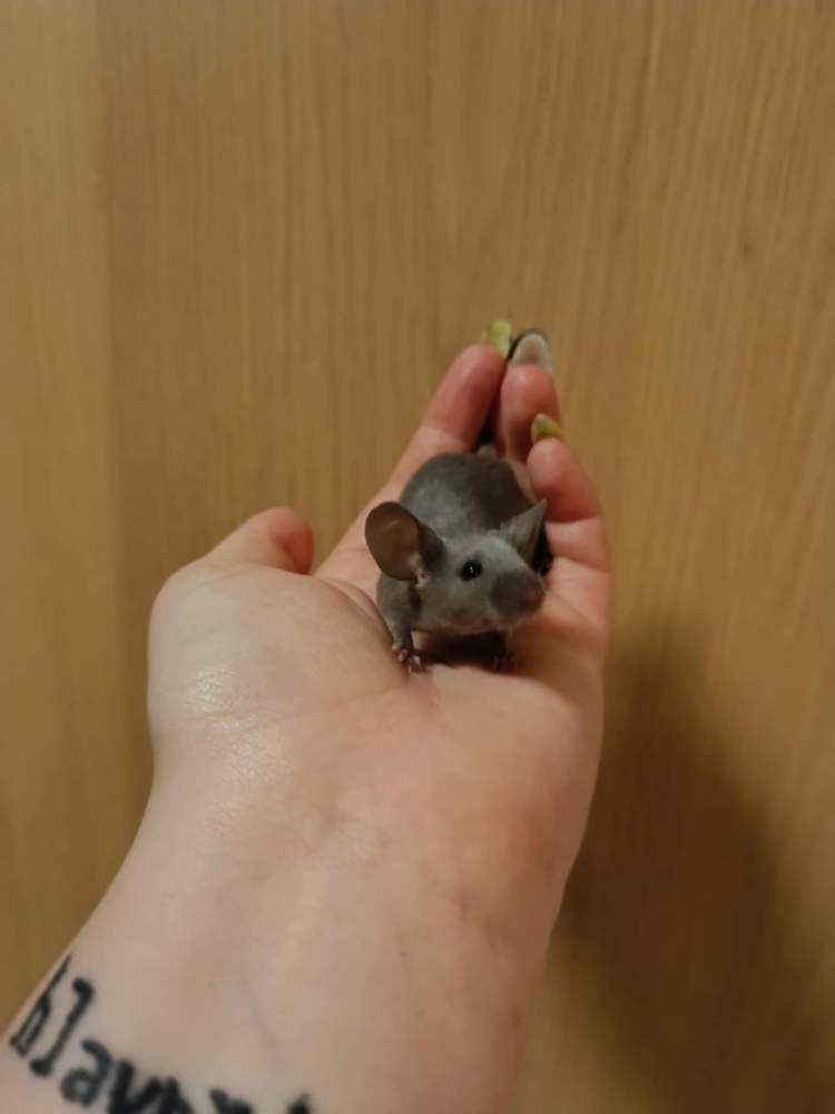 Fancy mouse Breeder Mus musculus 