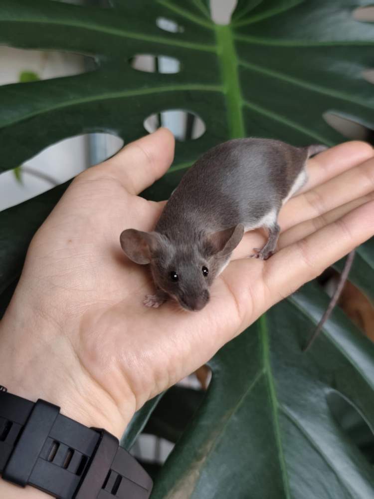 Fancy mouse Breeder Mus musculus 