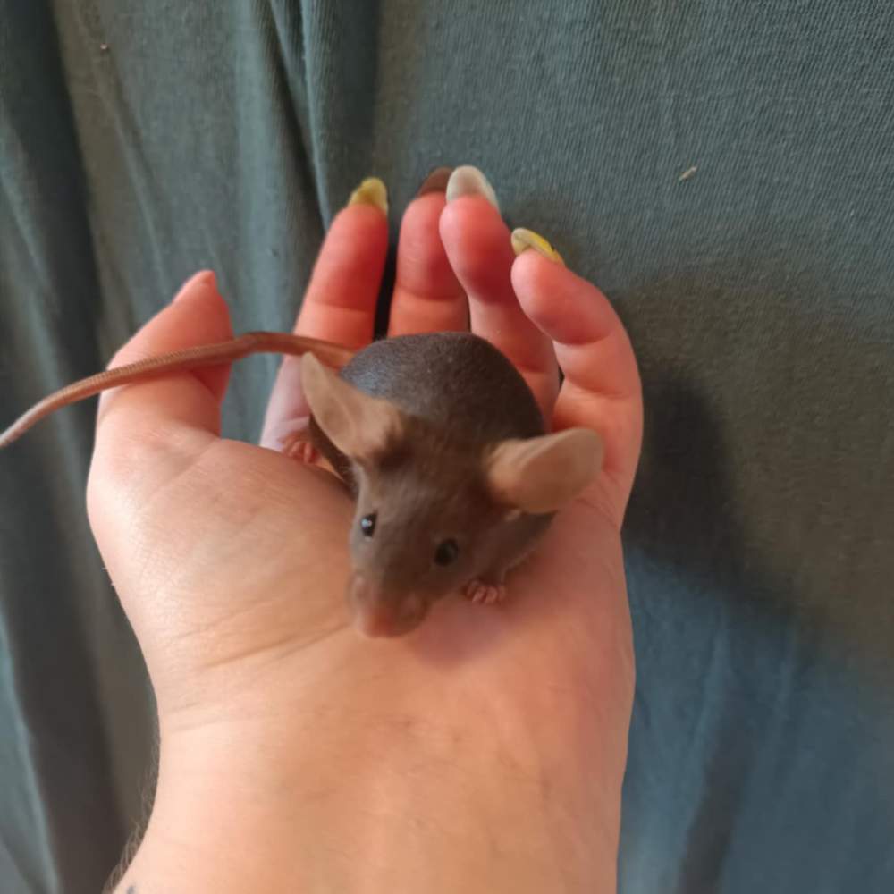 Fancy mouse Breeder Mus musculus 