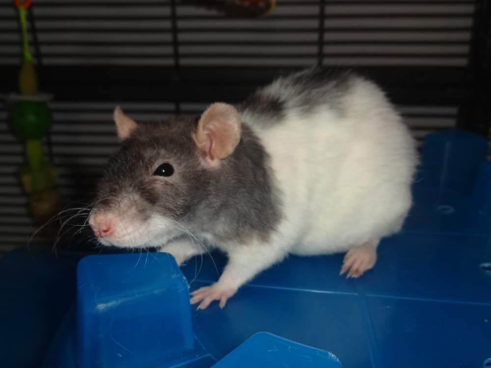 Fancy rat Pet only Rattus norvegicus 