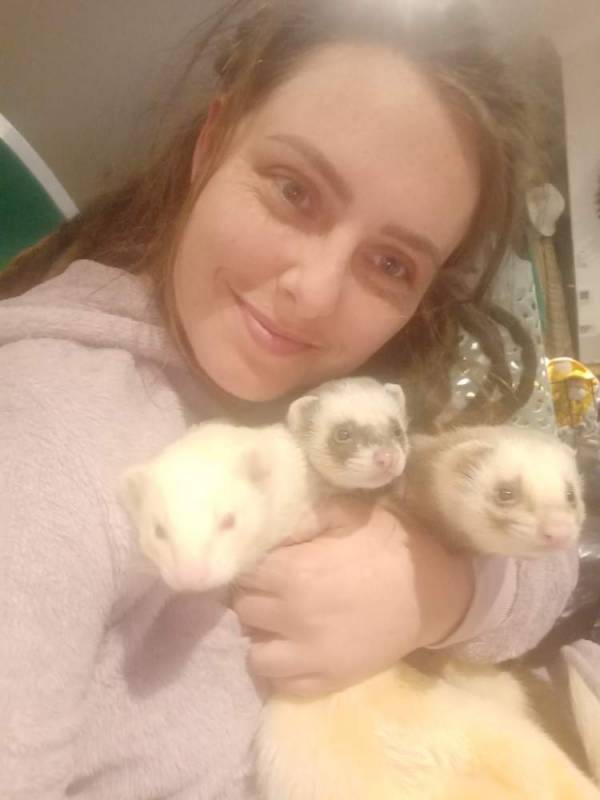 Ferret MAD Tasmania Official breeder