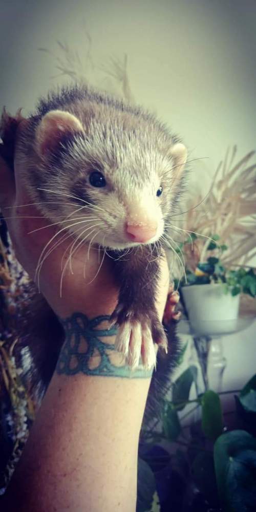 Ferret Pet only Mustela putorius 