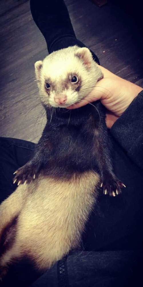 Ferret Breeder Mustela putorius 