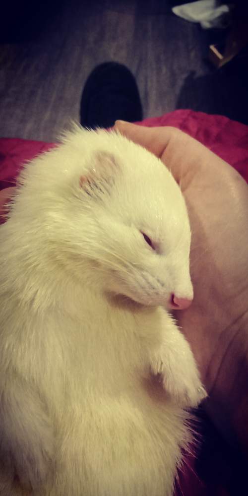 Ferret Pet only Mustela putorius 