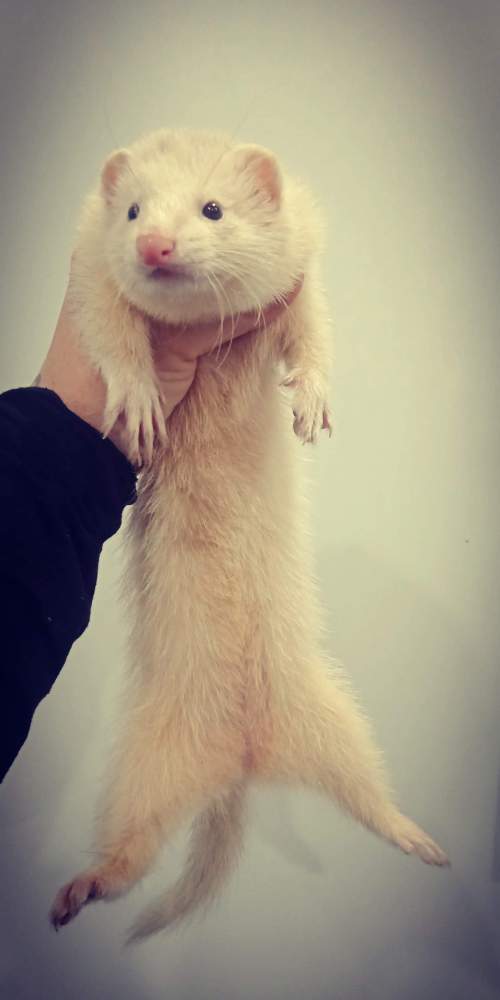 Ferret Lost Mustela putorius 