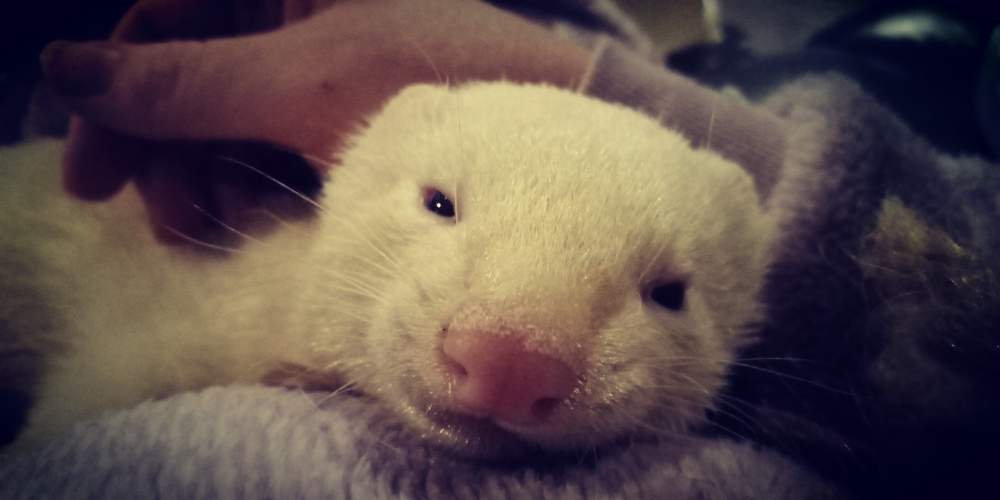 Ferret Breeder Mustela putorius 