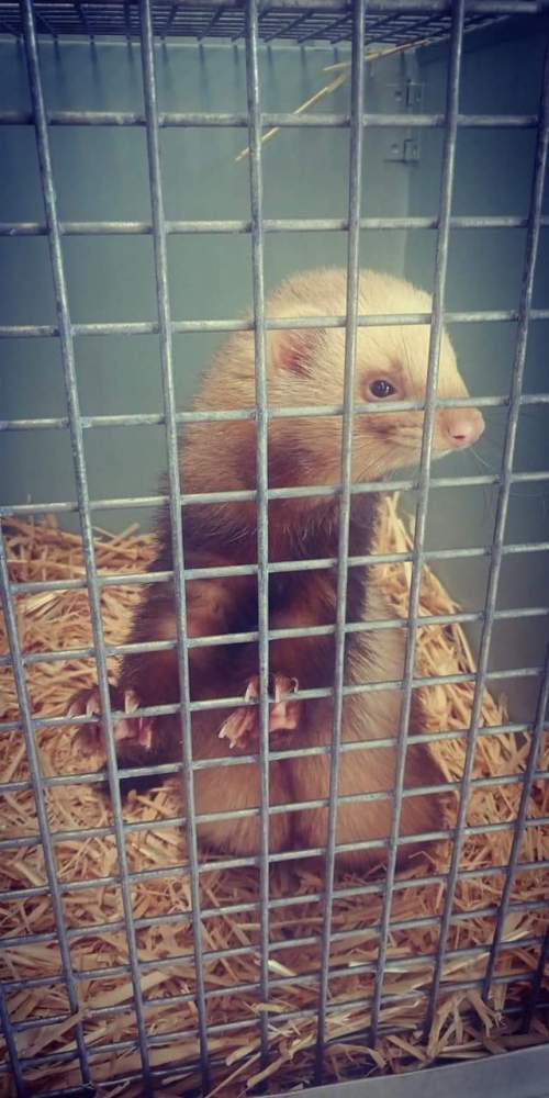 Ferret Pet only Mustela putorius 