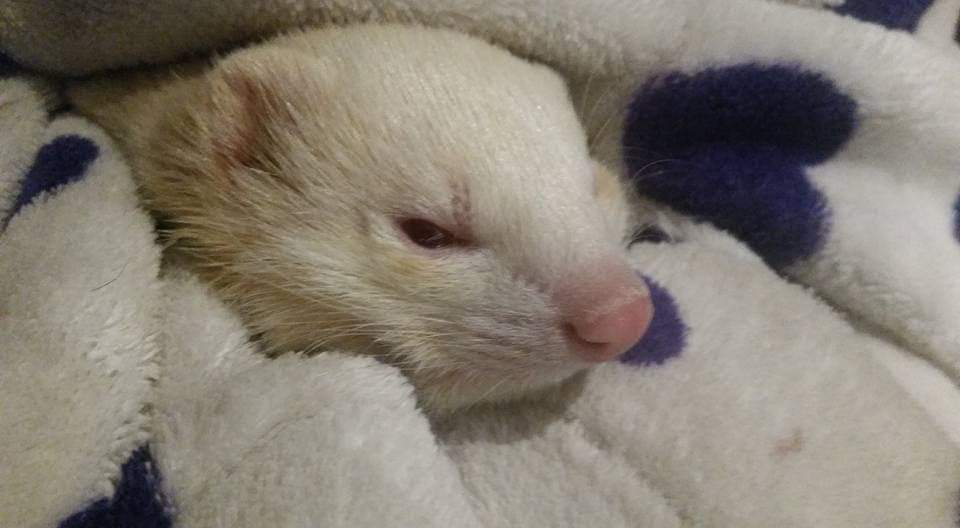 Ferret Pet only Mustela putorius 