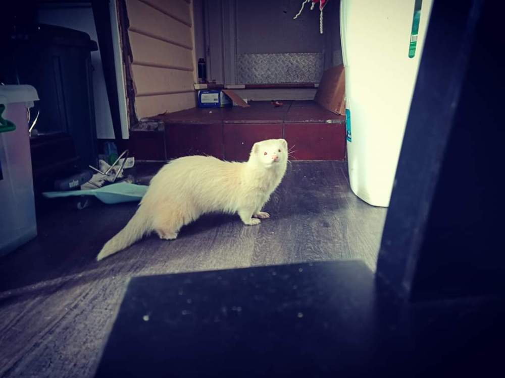 Ferret Pet only Mustela putorius 