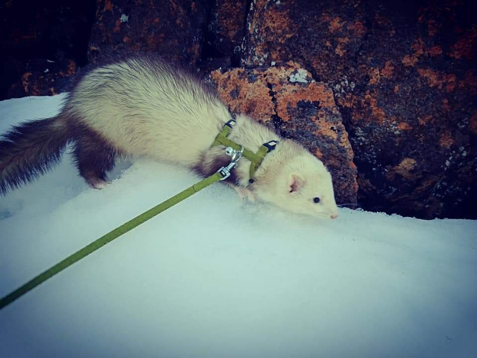 Ferret Breeder Mustela putorius 