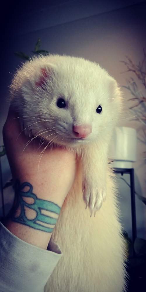 Ferret Pet only Mustela putorius 