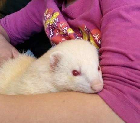 Ferret Pet only Mustela putorius 