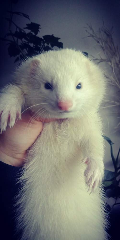 Ferret Pet only Mustela putorius 