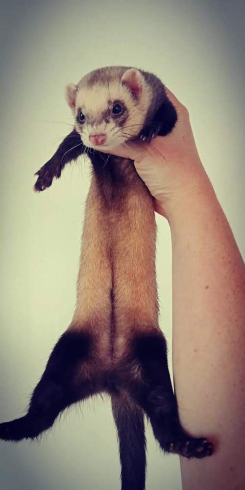 Ferret Breeder Mustela putorius 