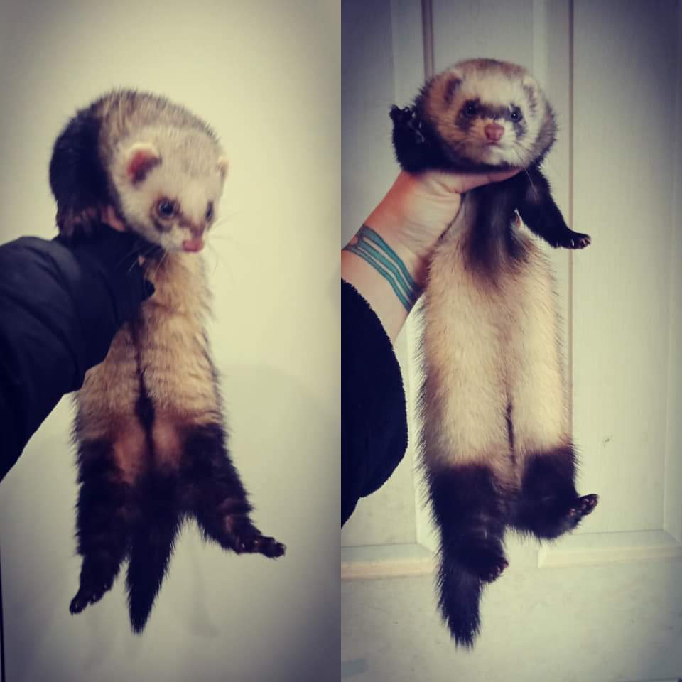 Ferret Breeder Mustela putorius 