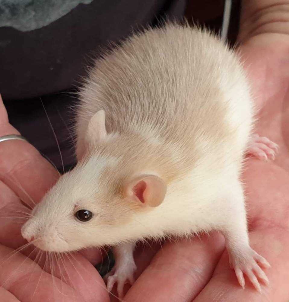 Fancy rat Pet only Rattus norvegicus 