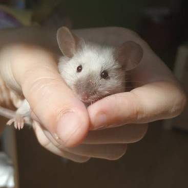 Fancy mouse Breeder Mus musculus Portugal, Lisbón