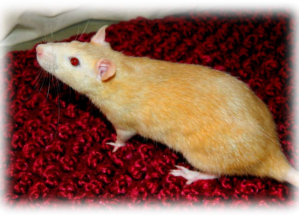 Fancy rat Breeder Rattus norvegicus 