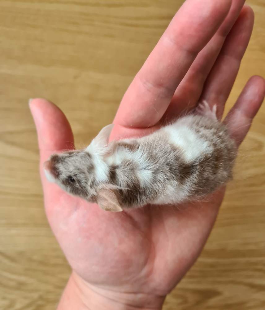 Fancy mouse Breeder Mus musculus 