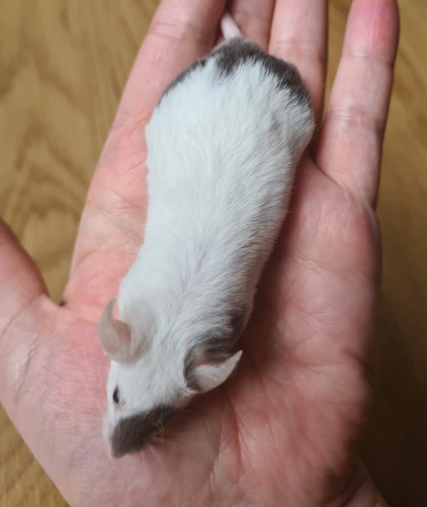 Fancy mouse Deceased Mus musculus 