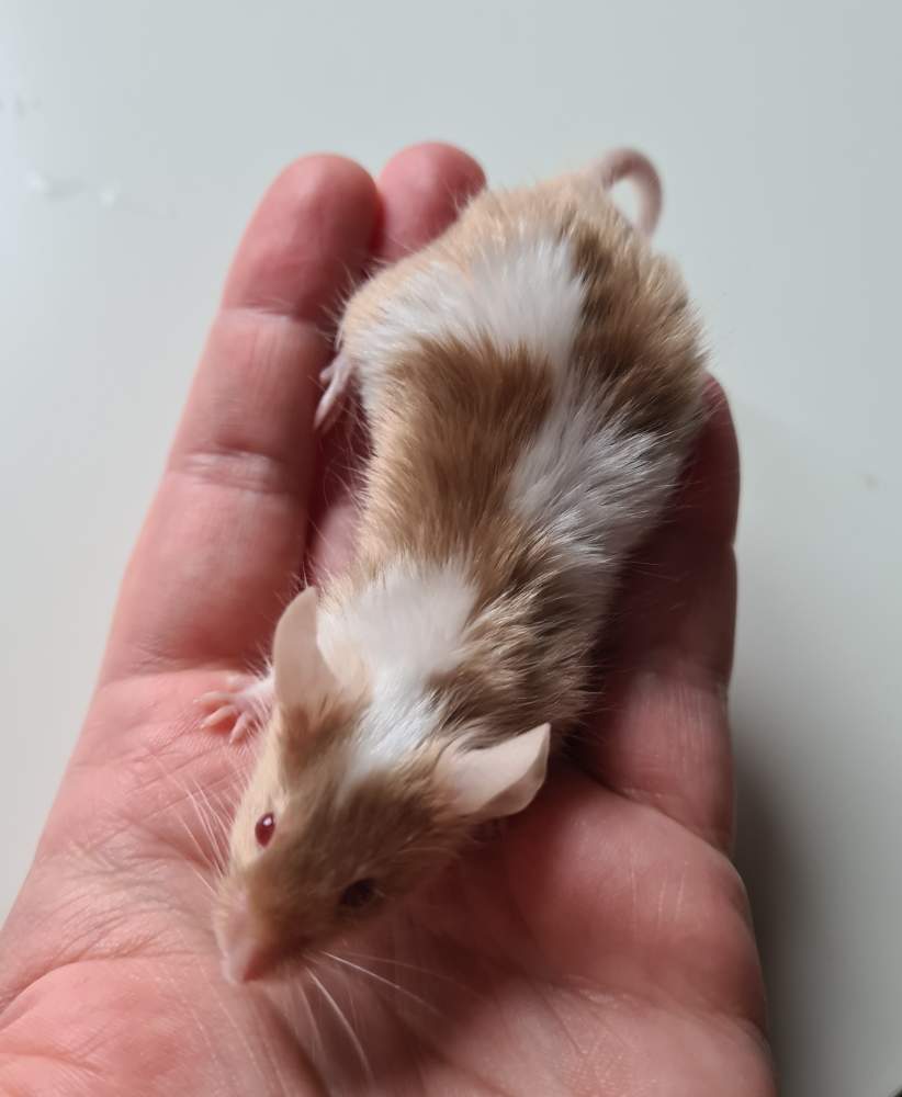 Fancy mouse Deceased Mus musculus 