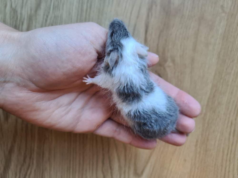 Fancy mouse Breeder Mus musculus 