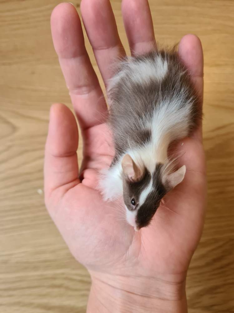 Fancy mouse Breeder Mus musculus 