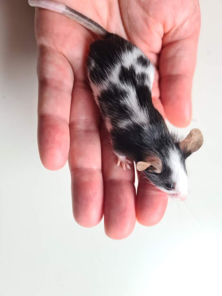 Fancy mouse Deceased Mus musculus 