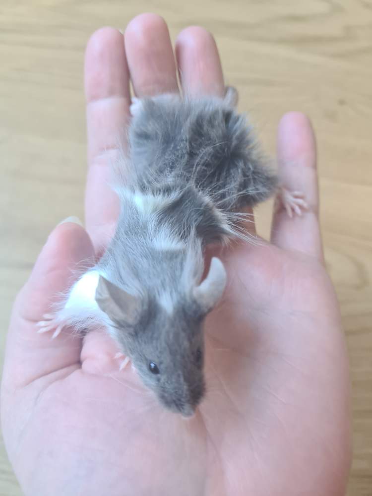 Fancy mouse Pet only Mus musculus 