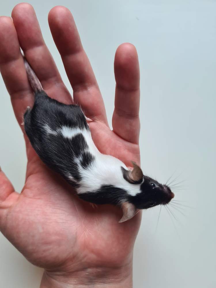Fancy mouse Deceased Mus musculus 