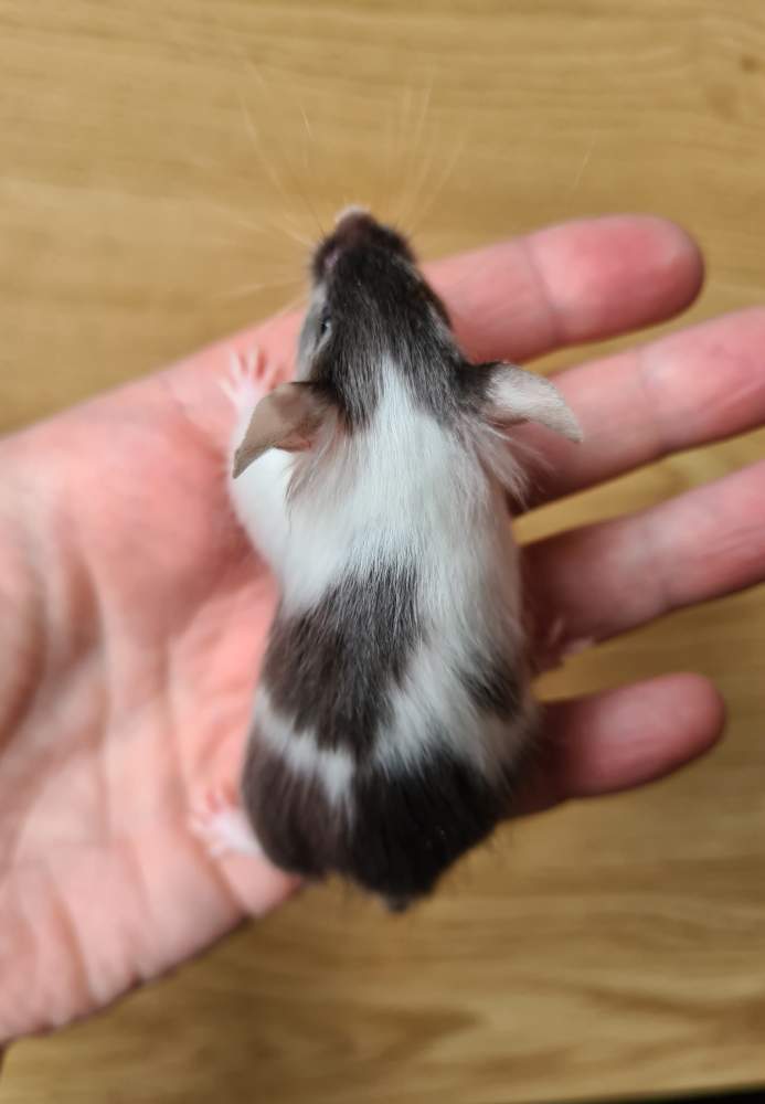 Fancy mouse Breeder Mus musculus 