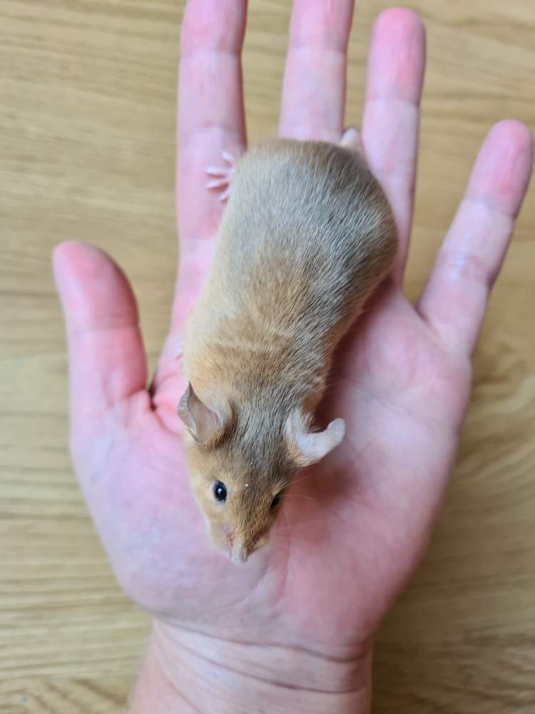 Fancy mouse Breeder Mus musculus 