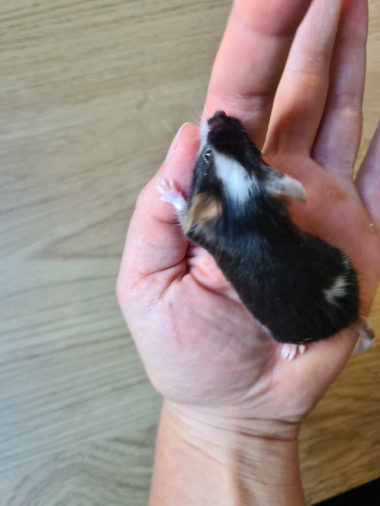 Fancy mouse Breeder Mus musculus 