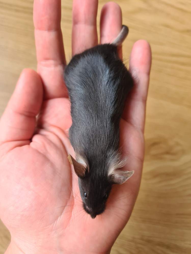 Fancy mouse Breeder Mus musculus 