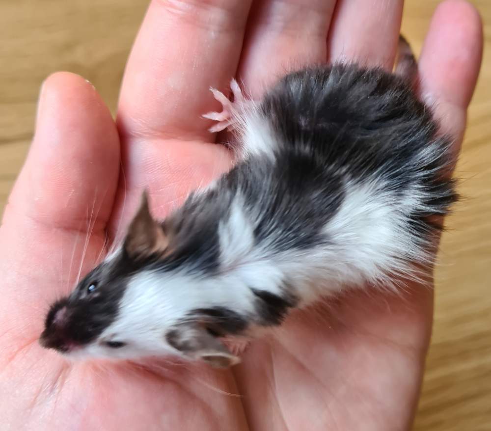 Fancy mouse Breeder Mus musculus 